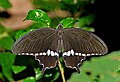 * Nomination: Open wing Basking of Papilio polytes Linnaeus, 1758 - Common Mormon (Male) --Sandipoutsider 23:57, 22 September 2023 (UTC) * * Review needed