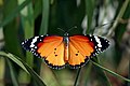 * Nomination: Open wing Basking posture of Danaus chrysippus (Linnaeus, 1758) - Plain Tiger (Male). (by Sandipoutsider) --Atudu 06:52, 3 April 2023 (UTC) * Review resized to 4500 x 3000 pixels --Charlesjsharp 07:20, 3 April 2023 (UTC)  Comment @Charlesjsharp: : Cropped in 15 /10 size like all my nominations so far .The original jpg Large file of my camera producing 6960 * 4640 pixels image cropped (not resampled) in 15/10 producing 4500 * 3000 pixels in all my nominations. Is cropping an image in 15/10 size not allowed in QIC rules?----Sandipoutsider 01:57, 4 April 2023 (UTC)