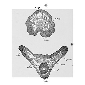 Brokkelster blastula p.mes: primair mesenchym, s.mes: secundair mesenchym