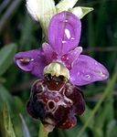 Ophrys holoserica Saarland 01.jpg