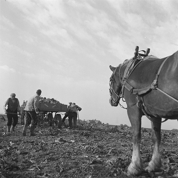 File:Opnamen van de nieuwe suikerbietenoogst, Bestanddeelnr 900-9696.jpg