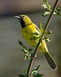 Thumbnail for File:Orchard Oriole (53417511873).jpg