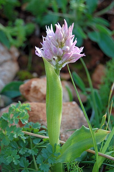 File:Orchis italica zingaro 137.jpg