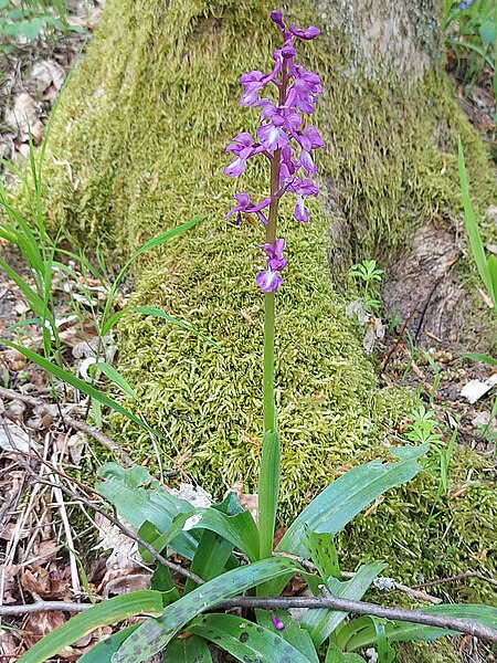 File:Orchis mascula Germany Hessen 544.jpg