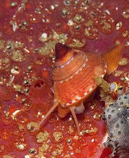 <i>Calliostoma ornatum</i> Ornate topshell, a marine gastropod mollusk in the family Calliostomatidae