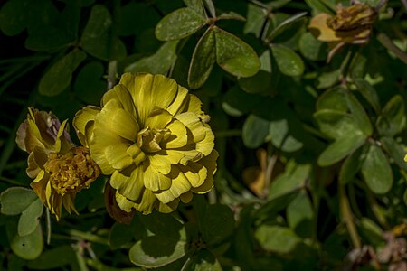 Oxalis pes-caprae var. pleniflora