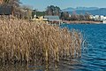 English: Reed bed Deutsch: Röhricht