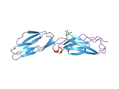 Intercellular adhesion molecule