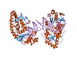 PDB 1m5r EBI.jpg