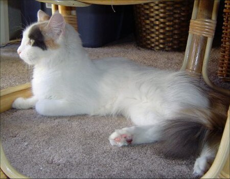 PIper the Turkish Van cat.jpg