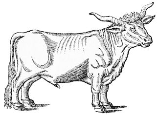 PSM V47 D062 Gesner bull.jpg