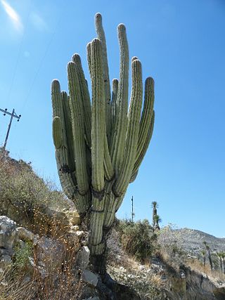 <i>Cephalocereus fulviceps</i>