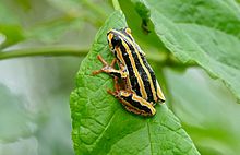 Painted Reed Frog (Hyperolius marmoratus) (16759960116).jpg