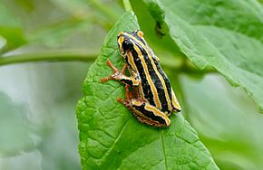 Descrição do sapo caniço pintado (Hyperolius marmoratus) (16759960116) .jpg.