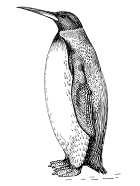 Художнє зображення Palaeeudyptes klekowskii