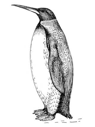 <i>Palaeeudyptes klekowskii</i> Extinct species of bird