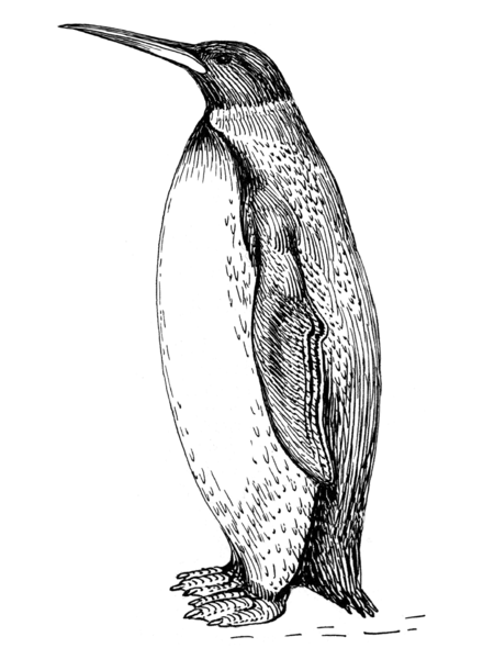 File:Palaeeudyptes klekowskii.png