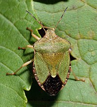 Tridekano ĉeestas en kelkaj organismoj kiel natura defendo.