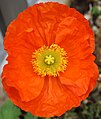 * Nomination Orange papaver nudicaule. --JeanBono 20:54, 31 May 2015 (UTC)*  Comment I´m afraid, I can´t give QI, because this work is not sharp enough. --Hubertl 05:50, 1 June 2015 (UTC) * Decline