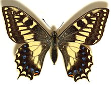 Papilio.hospiton.monté.jpg