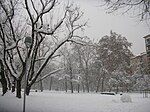Thumbnail for File:Parco Solari Trees Snow1.jpg