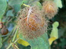 Passiflora Foetida: Taxons infra-spécifiques, Description, Écologie