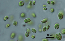 Patova et al 2023 5f Lobochlamys culleus.png