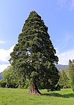 Groups of trees in Vetsera Park (1 Douglas fir, 1 sequoia tree, 1 Thuje)