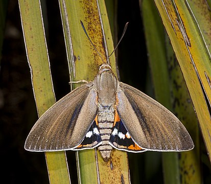 Paysandisia archon (borboleta-das-palmeiras), lado dorsal masculino (definição 4 268 × 3 724)