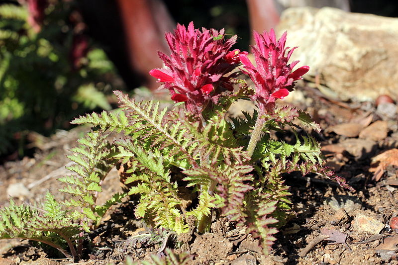 File:Pedicularis densiflora mt. diablo.JPG