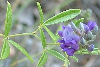 <i>Psoralidium tenuiflorum</i> Species of plant