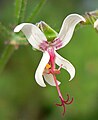 Pelargonium carnosum 4.jpg