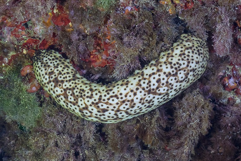 File:Pepino de mar (Holothuria sanctori), Cabo de Palos, España, 2022-07-15, DD 95.jpg