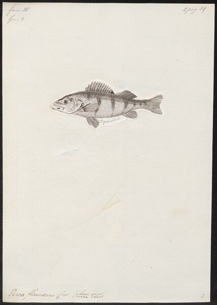 File:Perca flavescens - - Print - Iconographia Zoologica - Special Collections University of Amsterdam - UBA01 IZ12900069.tif