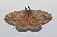 Periphoba hircia - Moths of Costa Rica (2).jpg