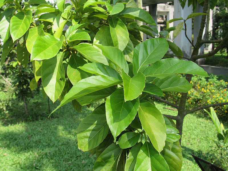 File:Persea americana (Avocado) tree in RDA, Bogra 04.jpg