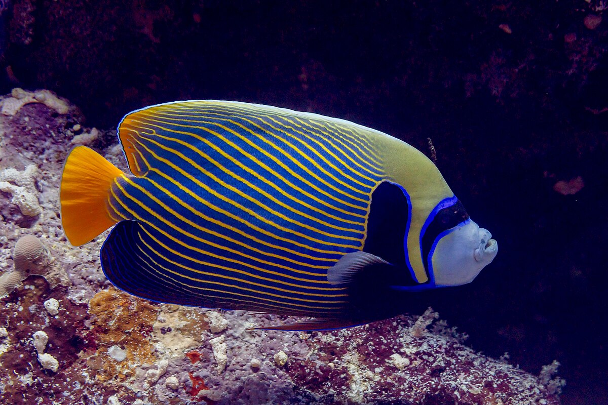 Emperor angelfish - Wikipedia