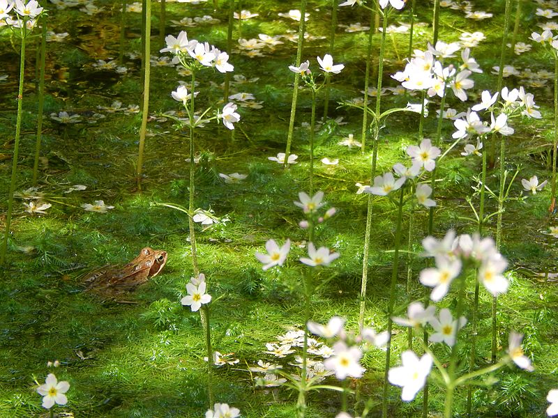 File:Pflanzen auf Wasser.jpg