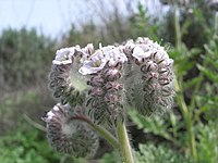 Phacelia cicutaria