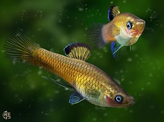 <i>Phallichthys tico</i> Species of fish