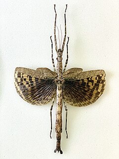 <i>Phasma gigas</i> Species of insect