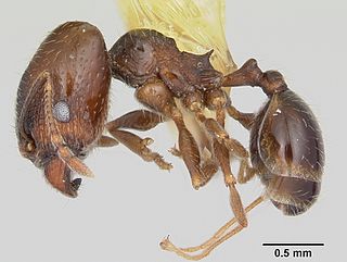 <i>Pheidole elecebra</i> Species of ant