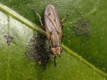 Pherbellia cinerella.png