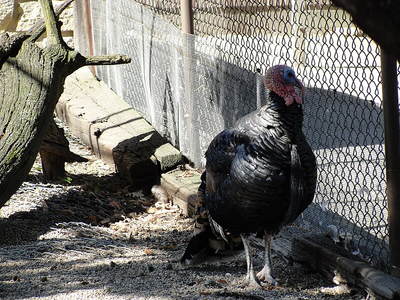 File:Phillips Park Zoo Turkey.JPG