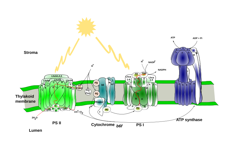 Chaîne de transport d'électrons — Wikipédia