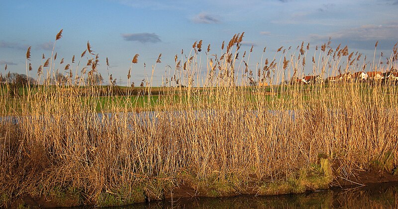 File:Phragmites australis.jpg