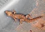 Thumbnail for Lane's leaf-toed gecko