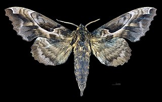 <i>Phyllosphingia</i> Genus of moths