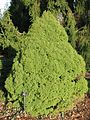 Picea "conica"