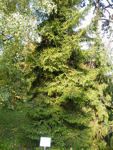 File:Picea orientalis 25.JPG